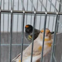 گلبسر جفتی قناری جوجه قفس