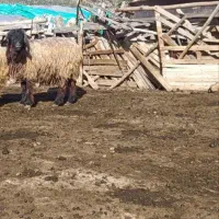 بره قوچی ذات دار یرون