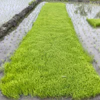 تم جو هاشمی درجه یک برای نشا