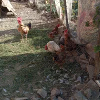 خروس‌محلی