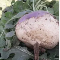 چغندروشلغم دامی