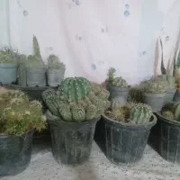 گل کاکتوس|گل و گیاه طبیعی|قوچان, |دیوار