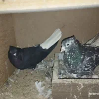 کبوتر دم سفید