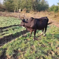 گاو چالوسی باگوساله ماده|حیوانات مزرعه|لشت نشا, |دیوار