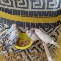 فروش یک جفت مرغ عشق با 7تخم و4عددمرغ عشق4ماهه