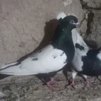 سینه سیاه نرپیس ککیل وکلفه ماده|پرنده|نمین, |دیوار