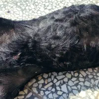 هیزه|صنایع دستی و سایر لوازم تزئینی|الشتر, |دیوار