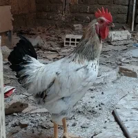 خروس جوان