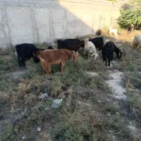 تعداد 20راس بز کهر ه دار داشتی