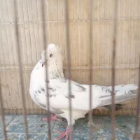 کفتر نر سرحال