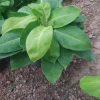 کمک راهنمایی