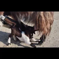 بز شیرا|حیوانات مزرعه|شهرآباد, |دیوار