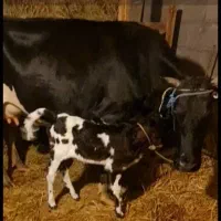 گمشده|حیوانات|رشت, لاکان|دیوار