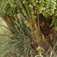 جهرم