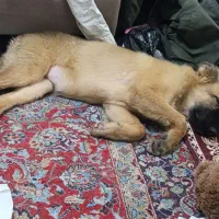 توله ژرمن ورک|سگ|تهران, کیانشهر|دیوار