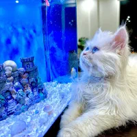 بریتیش لانگ هیر