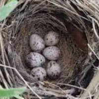 سهره باغی