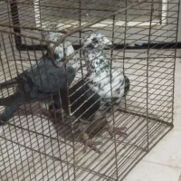 گوره