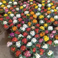 پامچال هلندی