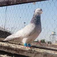 سرور الماسی کاکل|پرنده|شیراز, عادل آباد|دیوار