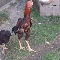 خروس لاری. محلی. دورگه 3 عدد