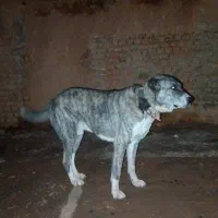 یک عدد سگ نگهبان