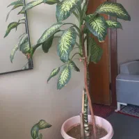 گل دیفن سر حال