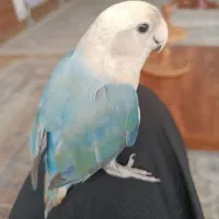 طوطی برزیلی آبی بسیار باهوش و آواز خان