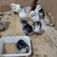 جوجه گلین،طوسی،سفید پاکر وپابلند ریشی چهل تاج