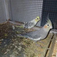 یک جفت عروس هلندی با ۴  تا تخم  دونهای ۷۵۰