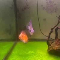 دو عدد دیسکس و زبرا و کوریدوراس