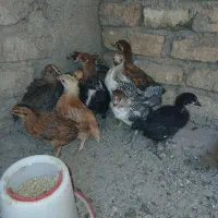 جوجه ۴۳ روزه و ۱۸ روزه ،اردک ۴۲ روزه