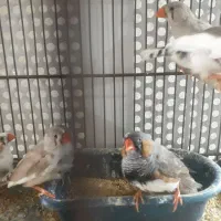 فنچ جفت و تک|پرنده|تهران, آهنگ|دیوار