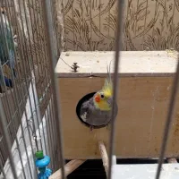 یک جفت عروس هلندی|پرنده|سمنان, |دیوار