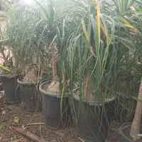 گل از همه مدل|گل و گیاه طبیعی|کرج, حصار|دیوار