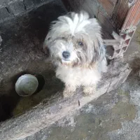 سگ پاکوتاه بالغ