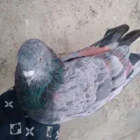 ۳۰تاکبوتر پرشی رنگ در کمیجان