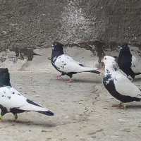 کبوتر کفتر رنگی|پرنده|قم, سراجه (۱۵ خرداد)|دیوار