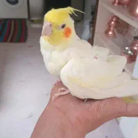 کفتر