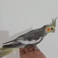 سه عدد جوجه عروس هلندی