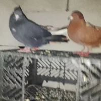 اشعل|پرنده|شوشتر, |دیوار