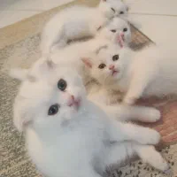 گربه اسکاتیش