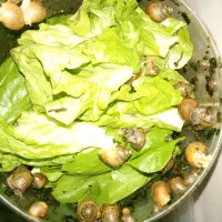 حلزون آلبینو اچاتینا