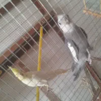 عروس هلندی