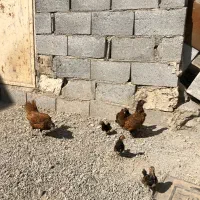 مرغ سیبرایت کرچ با جوجه