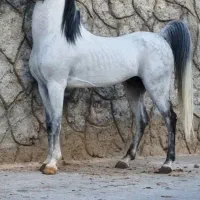 سیلمی بن ساروخ|اسب و تجهیزات اسب‌سواری|اهر, |دیوار