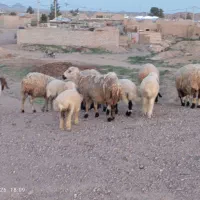 4عدد میش 3تا بره دار یک بی بره