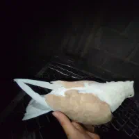 کبوتر دوکت زرد|پرنده|لامرد, |دیوار