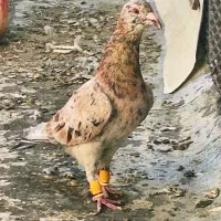 کبوتر هفرنگ|پرنده|قزوین, |دیوار