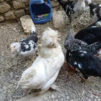 سلام ۳عددمرغ سلطان ویک عدد خروس سلطان موجود است